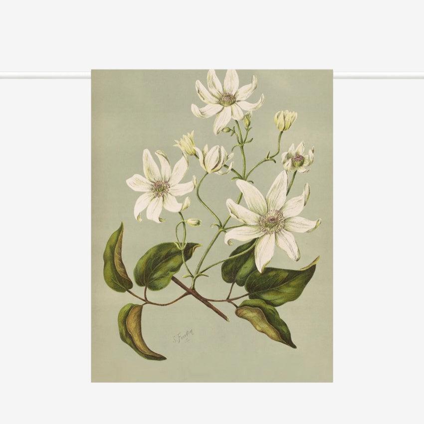Tea Towel | Clematis Indivisa