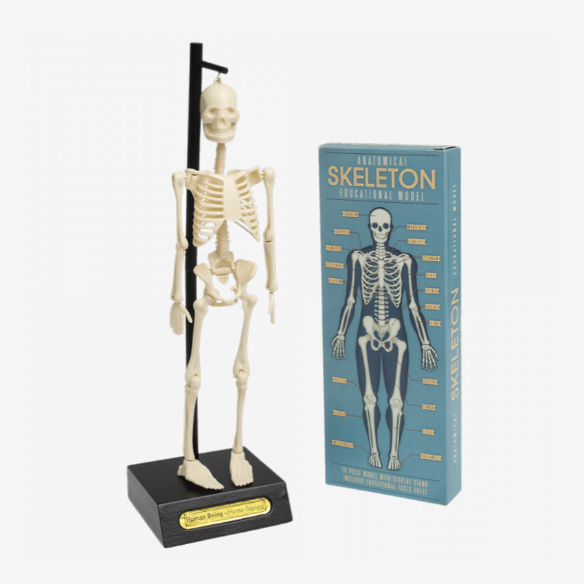 Anatomical Skeleton Educational Model