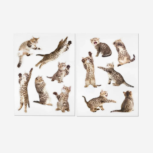 Action Cat Magnets