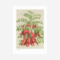 The 100 Percent NZ Botanical Illustration Kakabeak Print on a blank background
