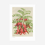 The 100 Percent NZ Botanical Illustration Kakabeak Print on a blank background