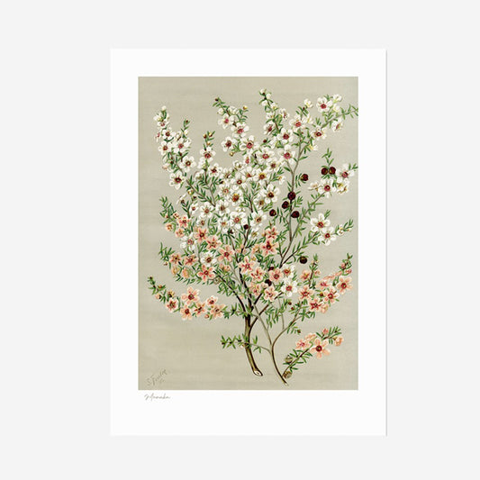 Botanical Illustration A3 Print | Manuka