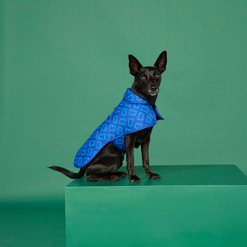 The Blunt Dog Jacket in Park Blue on a small dog