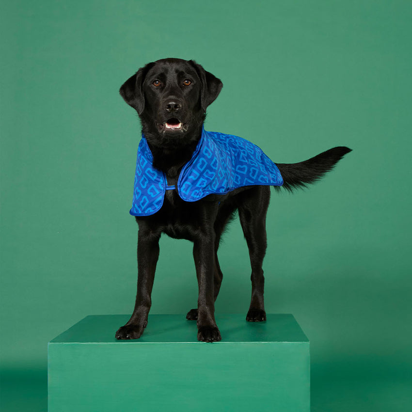 The Blunt Dog Jacket in Park Blue on a dog