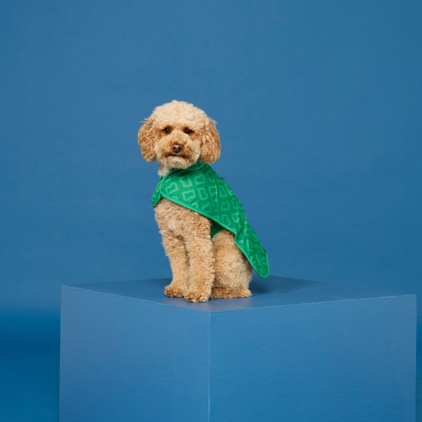 The Blunt Dog Jacket in Park Green on a little dog