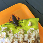 Roach Bag Clips