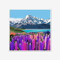 Mt Cook Lupins | Box Frame