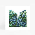 Hydrangea Square Print