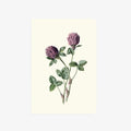 Notebook | Red Meadow Clover