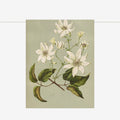 Tea Towel | Clematis Indivisa
