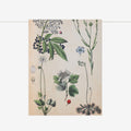 Tea Towel | Field Botany