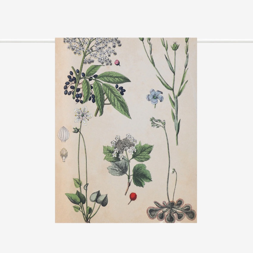 Tea Towel | Field Botany