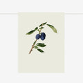Tea Towel | Plums