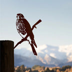 Karearea (NZ Falcon)
