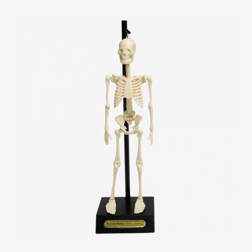 Anatomical Skeleton Educational Model