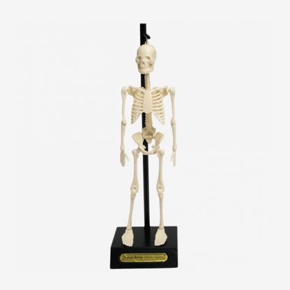 Anatomical Skeleton Educational Model