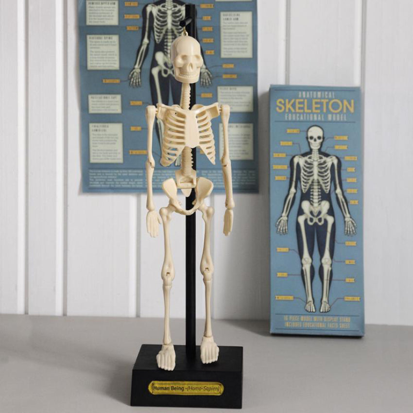 Anatomical Skeleton Educational Model