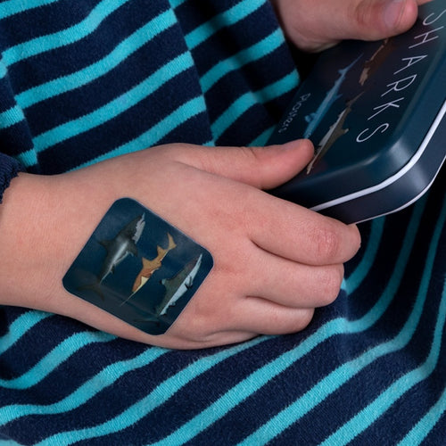 Plasters in a Tin | Sharks