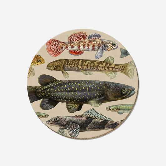 Coaster | NZ Freshwater Fish