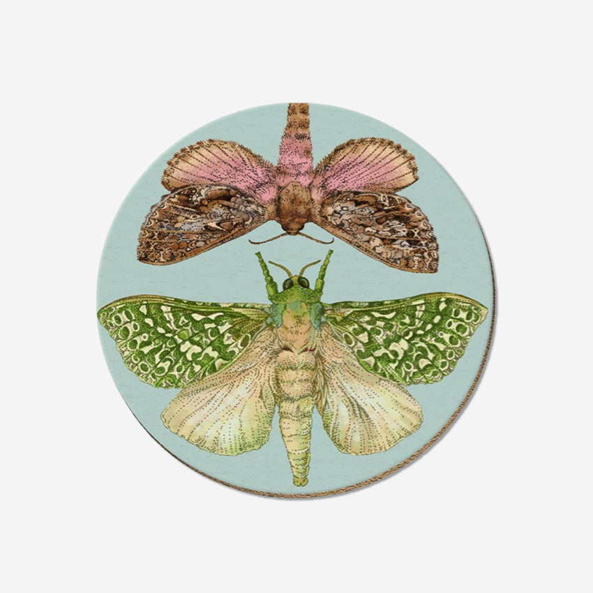 Coaster | NZ Moths