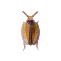 Wall Art Beetles | B6