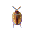 Wall Art Beetles | B6