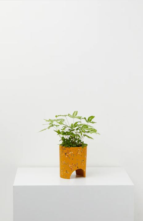 Archie Planter | Small