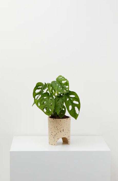 Archie Planter | Small