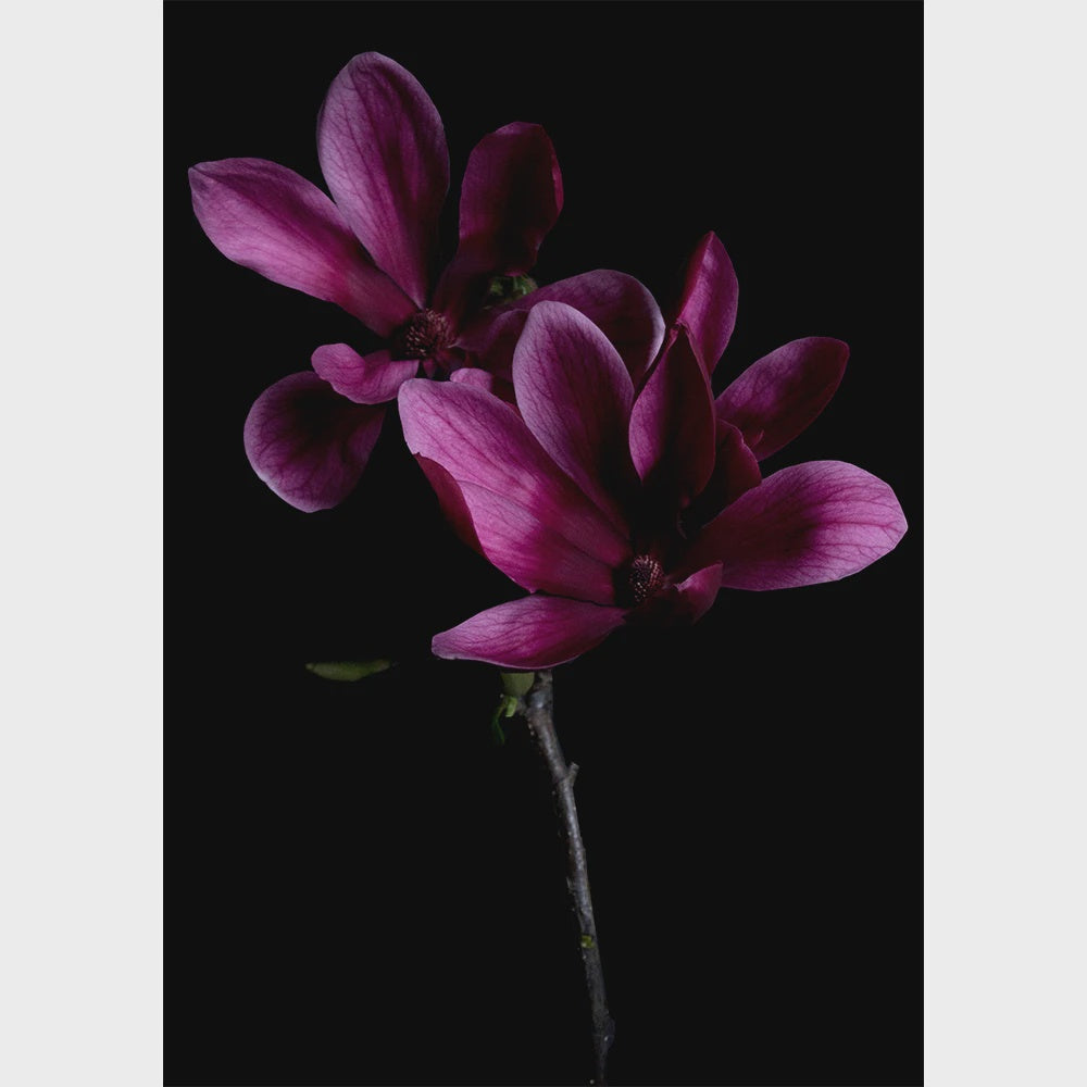 Magnolia Velvet Print A3