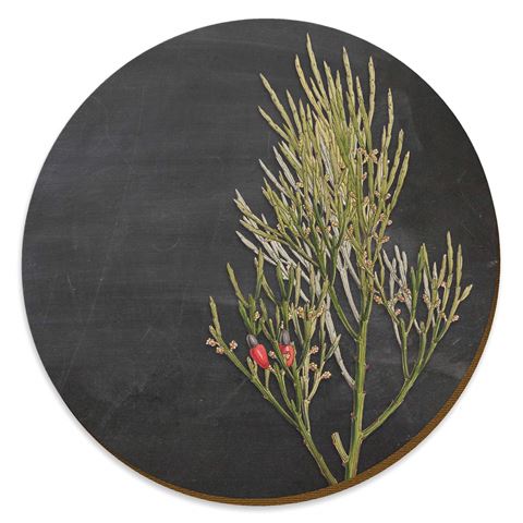 Coaster | Botanical Chalk Series