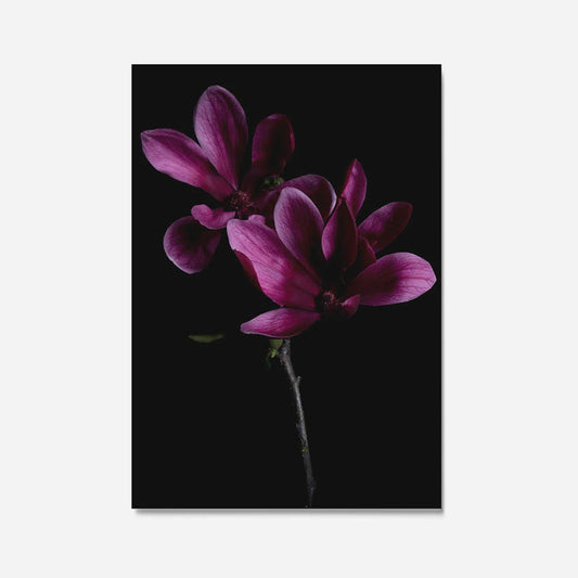 Magnolia Velvet Print A3
