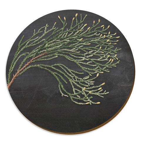 Coaster | Botanical Chalk Series